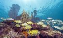 coral reef in the Florida Keys