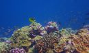 A healthy coral reef in the Phoenix Islands Protected Area.