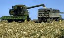 corn harvest