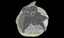 tip (grey) of a developing ear of maize grows abnormally
