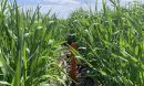 Cover crops are widely seen as one of the most promising conservation practices.