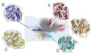 ligands