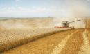 harvesting wheat