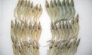 Pacific white shrimp.