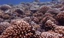 coral reef in Moorea before bleaching killed the larger corals