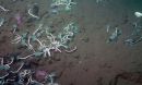 serpulid worms on the seafloor