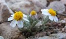 Photo of Eriophyllum lanosum, a desert winter annual.