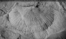 One of the brachiopods -- Floweria chemungensis -- collected as part of this study
