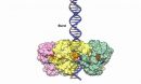 viral DNA-packaging motor