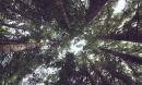 Douglas firs