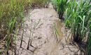 Drought can have a lasting impact on microbes that live in the roots of rice plants.