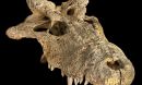 skull of the extinct horned crocodile