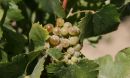 grapes on a vine