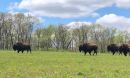 bison at Nachusa Grasslands