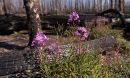 Fireweed (Chamerion angustifolium) blooms in Yellowstone National Park