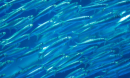 school of fish in the ocean
