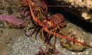 spiny lobster