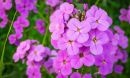 flower color changes