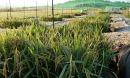 Rice Investigation, Communication and Education (RICE)