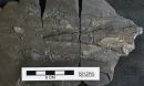 a fossilized mantle of a vampyropod