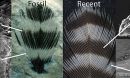 Striped fossil feather and recent woodpecker feather show melanosomes in dark, but not light, areas.