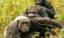three males groom together