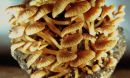 Light photo of Mycena lucentipes, recently described from Sao PÃ£ulo, Brazil.