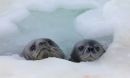 a Weddell seal pup (right) with its mother (left)