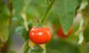 tomato