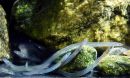 Glass eels