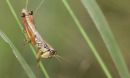 grasshopper