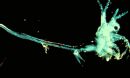 Photo of a spiny waterflea.