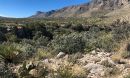 The Chihuahuan Desert creates a barrier to dispersal of many plants.â¯