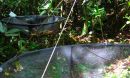 Photo of a seed trap created by Rogers and her colleagues out of screen and PVC pipe.