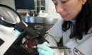 Dr. Nina Salama studies Helicobacter pylori