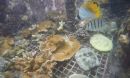 a view of the tank after 22 months