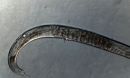 Photo of an intersex C. elegans worm carrying eggs.