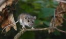 The white-footed mouse, Peromyscus leucopus, is the subject of a new study.