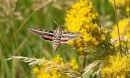 insect flying near a plant