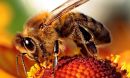 a bee