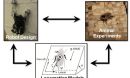 Photos of cockroach and robot showing how they are used to refine robotic design.