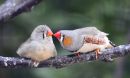 Zebra Finch