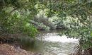Trapped salt water caused mangrove death after Hurricane Irma, scientists have found.