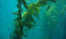kelp