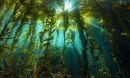 Giant kelp communities rely on the fast-growing species for food and shelter.