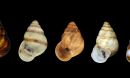 tree-dwelling snails