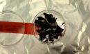 Photo of the MIT battery material.