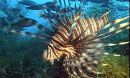 Photo of lionfish and other fish.