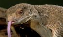 lizard