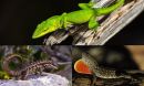 lizards